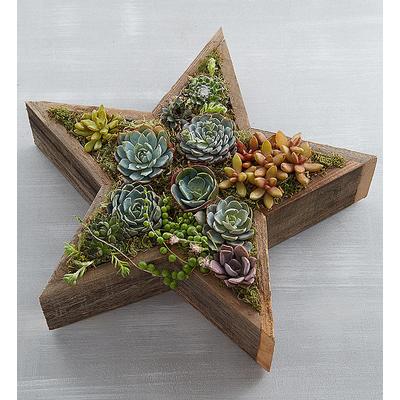 1-800-Flowers Plant Delivery Wood Star Succulent | Same Day Delivery Available | Happiness Delivered To Their Door
