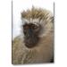 World Menagerie Tanzania, Lake Manyara Np Vervet Monkey by Dennis Kirkland - Photograph Print on Canvas in Gray | 16 H x 10 W x 1.5 D in | Wayfair