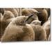 Ebern Designs South Georgia Island Young King Penguin Chicks by Don Paulson - Photograph Print on Canvas in Brown | 16 H x 24 W x 1.5 D in | Wayfair