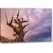 Winston Porter Ca, Inyo Nf, Bristlecone Forest the Sentinel by Don Paulson - Wrapped Canvas Photograph Print in Brown/Indigo | Wayfair