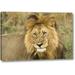 World Menagerie 'Kenya, Masai Mara Close-up of Lion' Photographic Print on Wrapped Canvas Canvas | 16 H x 24 W x 1.5 D in | Wayfair