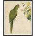 World Menagerie 'Green Parrot' Framed Graphic Art Print Paper, Wood in Brown/Green | 22 H x 18 W x 1.75 D in | Wayfair