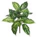 Vickerman 577707 - 22" Dieffenbachia Plant w/18 Green Lvs 2 (FB172401-2) Home Office Picks and Sprays