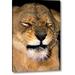 World Menagerie 'CA, Los Angeles Co, African Lioness Grimacing' Photographic Print on Wrapped Canvas Canvas | 16 H x 10 W x 1.5 D in | Wayfair