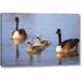 Ebern Designs 'California, San Diego, Lakeside Canada Goslings' Photographic Print on Wrapped Canvas in Blue/Brown | 10 H x 16 W x 1.5 D in | Wayfair