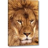 World Menagerie CA, Los Angeles Co, African Lion Male by Dave Welling - Wrapped Canvas Photograph Print Canvas in Brown | Wayfair
