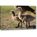 World Menagerie CA, San Diego, Close up of Canada Goslings by Christopher Talbot Frank - Photograph Print on Canvas in Gray/Green | Wayfair