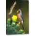 World Menagerie TX, Mcallen Pyrrhuloxia on Dead Branch Opuntia by Dave Welling - Photograph Print on Canvas in Green/Yellow | Wayfair