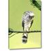 World Menagerie TX, Mcallen Wild Coopers Hawk w/ Head Inverted by Dave Welling - Wrapped Canvas Graphic Art Print in Gray/Green | Wayfair