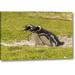 World Menagerie East Falkland Magellanic Penguins Braying by Cathy - Gordon Illg - Photograph Print on Canvas in Black/Green | Wayfair