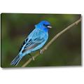 Winston Porter 'TX, South Padre Island Indigo Bunting Male' Photographic Print on Wrapped Canvas in Blue/Green | 10 H x 16 W x 1.5 D in | Wayfair