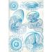 Buyenlarge Jelly Fish by Ernst Haeckel - Graphic Art Print in Blue | 66 H x 44 W x 1.5 D in | Wayfair 0-587-64588-LC4466