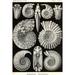 Buyenlarge Ammonites by Ernst Haeckel - Graphic Art Print in Black/White | 66 H x 44 W x 1.5 D in | Wayfair 0-587-64539-LC4466