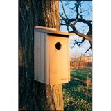 Woodlink 15 in x 7 in x 9.5 in Woodpecker House Wood in Brown, Size 15.0 H x 7.0 W x 9.5 D in | Wayfair 24350