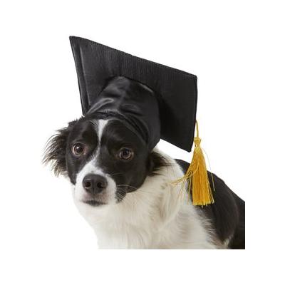 Rubie's Costume Company Graduation Hat Dog & Cat Costume, Medium/Large