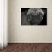 Winston Porter 'Pug' Photographic Print on Wrapped Canvas Metal in Black/Gray | 22 H x 32 W x 2 D in | Wayfair 13F4C57132DB40DAB163E46B413A3B94