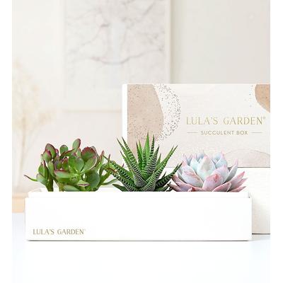 1-800-Flowers Plant Delivery Succulents By Lula's Garden Medium Plant | Same Day Delivery Available | Happiness Delivered To Their Door