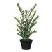 Bayou Breeze Green Zamia Foliage Plant in Planter Silk/Metal in Black | 54 H x 22 W x 22 D in | Wayfair BBZE1565 39051137