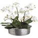 Brayden Studio® Phalaenopsis Orchid Floral Arrangement in Planter | 16 H x 16.5 W x 16.5 D in | Wayfair 5079BF68C88B457D997A21F010EB1699