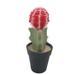 Primrue Faux Desktop Succulent Plant in Pot Plastic | 7.8 H x 3 W x 3 D in | Wayfair 4312C11239DA40AF97BFA9AA24790D79