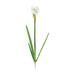 Charlton Home® Narcissus Plant | 17 H x 1.5 W x 1.5 D in | Wayfair CHLH4303 30304939