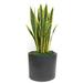 Dalmarko Designs Sansevaria Floor Plant in Planter Silk/Metal | 48 H x 16 W x 16 D in | Wayfair td108