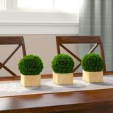 Charlton Home® Faux Preserved Boxwood Desktop Topiary in Pot Preserved | 5.5 H x 4.75 W x 4.75 D in | Wayfair 42F20928D41841E7A5430ECA1C6D0152