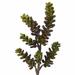 Williston Forge 12 Artificial Succulent Plant Set Silk/Plastic | 13 H x 6 W x 3 D in | Wayfair C54542534ACB4DCDA8E28FA29CBD0EF8