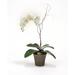 Distinctive Designs Cream-White Phalaenopsis Orchid Plant in Orchid Pot Polysilk | 32 H x 21 W x 10 D in | Wayfair DDA-78A