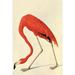 Buyenlarge 'Flamingo' by John James Audubon Painting Print in Brown/Red | 66 H x 44 W x 1.5 D in | Wayfair 0-587-53547-LC4466