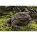 August Grove® Armstrong Forest Toad Statue Concrete in Blue/Black | 6.25 H x 10 W x 10.25 D in | Wayfair 6B152206BBB54B1CA51ADA2E7566AED3