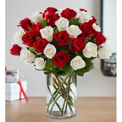 1-800-Flowers Flower Delivery Peppermint Rose Bouquet 36 Stems W/ Clear Cylinder Vase