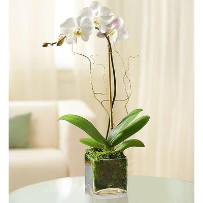 1-800-Flowers Plant Delivery Elegant Orchid Purple | 100% Satisfaction Guaranteed | Happiness Delivered To Their Door
