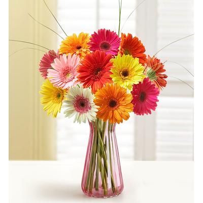 1-800-Flowers Flower Delivery Happy Gerbera Daisies 12 Stems W/ Pink Vase | Put A Smile On Their Face