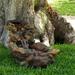 Millwood Pines Alpine Fiberglass 3-Tier Rainforest Rock Water Fountain w/ Light in Brown | 20" H x 41" W x 20" D | Wayfair