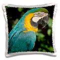 3dRose blau und gelb, Aras, Tropical Bird, Brasilien – SA04 ksc0023 – Kevin Schaefer – Kissen Fall, 16 von 16 Zoll (PC 85740 _ 1)