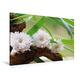 Calvendo Premium Textil-Leinwand 120 cm x 80 cm Quer Zarten Blüten | Wandbild, Bild auf Keilrahmen, Fertigbild auf Echter Leinwand, Leinwanddruck Gesundheit Gesundheit