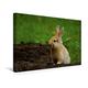 Calvendo Premium Textil-Leinwand 45 cm x 30 cm Quer, Braunes Zwergkaninchen | Wandbild, Bild auf Keilrahmen, Fertigbild auf Echter Leinwand, Leinwanddruck: Hasen und Kaninchen Tiere Tiere