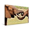 Calvendo Premium Textil-Leinwand 45 cm x 30 cm Quer, Begrüßung zweier Elefanten | Wandbild, Bild auf Keilrahmen, Fertigbild auf Echter Leinwand, Leinwanddruck: Kalender Elefanten Afrikas Tiere Tiere