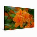 Calvendo Premium Textil-Leinwand 75 cm x 50 cm Quer Orangene Rhododendron Blüte | Wandbild, Bild auf Keilrahmen, Fertigbild auf Echter Leinwand, Leinwanddruck: Pflanzen und Blüten Hobbys Hobbys