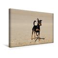 Calvendo Premium Textil-Leinwand 45 cm x 30 cm Quer, Ein Zwergpinscher Hat Etwas Entdeckt | Wandbild, Bild auf Keilrahmen, Fertigbild auf Echter Leinwand, Leinwanddruck Tiere Tiere