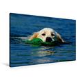 Calvendo Premium Textil-Leinwand 90 cm x 60 cm Quer, Schwimmender Hund | Wandbild, Bild auf Keilrahmen, Fertigbild auf Echter Leinwand, Leinwanddruck: Hund im Wasser Tiere Tiere
