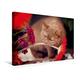 Calvendo Premium Textil-Leinwand 45 cm x 30 cm Quer, Britisch Kurzhaar Katze in Cinnamon | Wandbild, Bild auf Keilrahmen, Fertigbild auf Echter Leinwand, Leinwanddruck Tiere Tiere