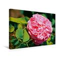 Calvendo Premium Textil-Leinwand 45 cm x 30 cm Quer Rosa damascena Omar Khayyam | Wandbild, Bild auf Keilrahmen, Fertigbild auf Echter Leinwand, Leinwanddruck: aus Einem Ableger entstandt Natur Natur