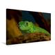 Calvendo Premium Textil-Leinwand 75 cm x 50 cm Quer, Grüne Wasseragame | Wandbild, Bild auf Keilrahmen, Fertigbild auf Echter Leinwand, Leinwanddruck Tiere Tiere