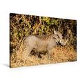 Calvendo Premium Textil-Leinwand 90 cm x 60 cm Quer, Warzenschwein, South Luangwa National Park, Sambia | Wandbild, Bild auf Keilrahmen, Fertigbild auf Echter Leinwand, Leinwanddruck Orte Orte