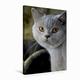 Calvendo Leinwand Britisch Kurzhaar Katze 50x75cm, Special-Edition Wandbild, Bild auf Keilrahmen, Fertigbild auf hochwertigem Textil, Leinwanddruck, kein Poster