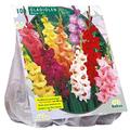 Baltus Tulipani Darwin Sortiment, 100 Blumen, für Frühling, Mehrfarbig, 100 Stück