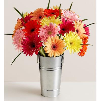 1-800-Flowers Flower Delivery Happy Gerbera Daisies 12-24 Stems, 24 Stems W/ French Flower Pail | Same Day Delivery Available