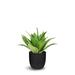 Primrue Faux Botanical Agave in Green Finish Silk/Plastic | 16 H x 15.5 W x 15.5 D in | Wayfair 6150C18BBD86443ABFD334E17F68FC55